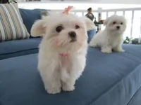 Peanut, a male Maltese for sale in North Fort Myers, FL – Photo 3 of 10