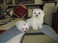 Button, a female Maltese for sale in North Fort Myers, FL – Photo 6 of 10