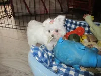 Button, a female Maltese for sale in North Fort Myers, FL – Photo 10 of 10