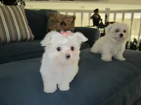 Button, a female Maltese for sale in North Fort Myers, FL – Photo 4 of 10