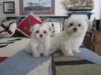 Button, a female Maltese for sale in North Fort Myers, FL – Photo 5 of 10