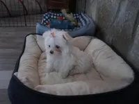 Button, a female Maltese for sale in North Fort Myers, FL – Photo 9 of 10