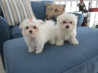 Button, a female Maltese for sale in North Fort Myers, FL – Photo 3 of 10