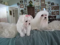 Button, a female Maltese for sale in North Fort Myers, FL – Photo 7 of 10