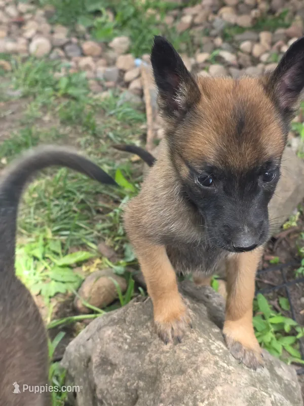 Purple Collar (runt) – Belgian Malinois puppy for sale in Oshkosh, WI