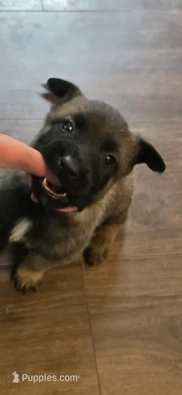Pink Collar – Belgian Malinois puppy for sale in Oshkosh, WI