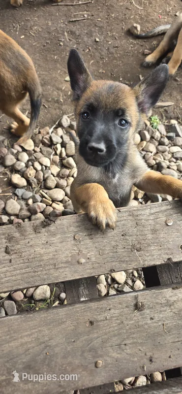 Purple Collar (runt) – Belgian Malinois puppy on hold in Oshkosh, WI