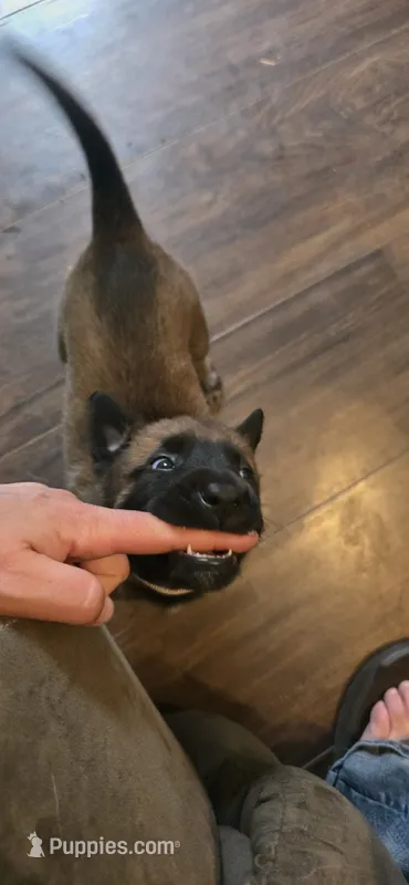 Grey collar – Belgian Malinois puppy for sale in Oshkosh, WI