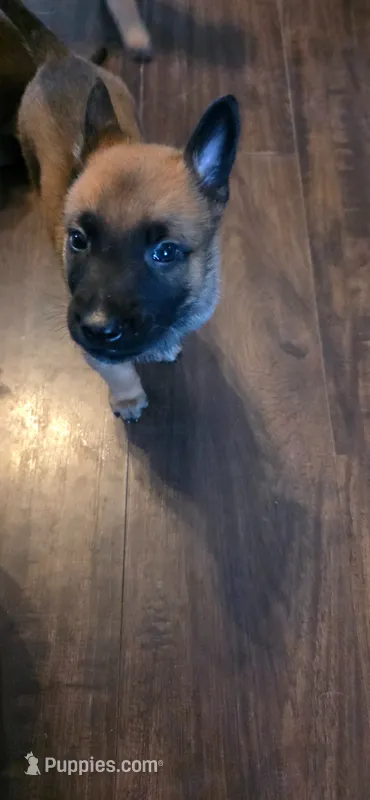 Light blue collar – Belgian Malinois puppy for sale in Oshkosh, WI