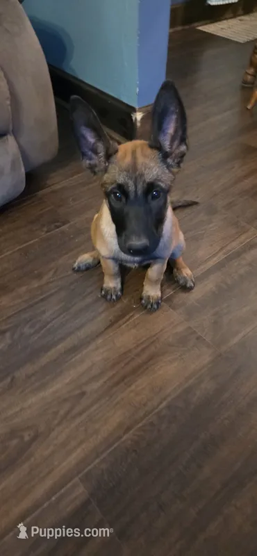 Red Collar – Belgian Malinois puppy for sale in Oshkosh, WI