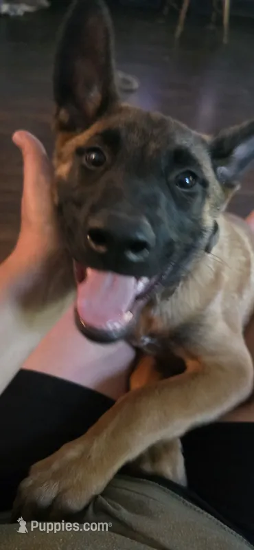 Stitch – Belgian Malinois puppy for sale in Oshkosh, WI