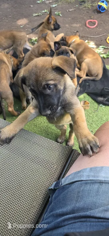 Dark Blue Collar – Belgian Malinois puppy for sale in Oshkosh, WI