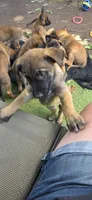 Dark Blue Collar, a male Belgian Malinois for sale in Oshkosh, WI – 2 of 10