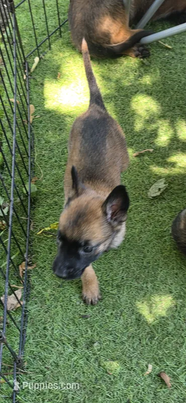 Purple Collar (runt) – Belgian Malinois puppy for sale in Oshkosh, WI