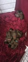 Orange collar, a female Belgian Malinois for sale in Oshkosh, WI – 3 of 4
