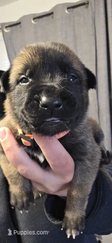 Orange collar – Belgian Malinois puppy for sale in Oshkosh, WI