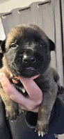 Orange collar, a female Belgian Malinois for sale in Oshkosh, WI – 1 of 4
