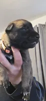 Orange collar, a female Belgian Malinois for sale in Oshkosh, WI – 2 of 4