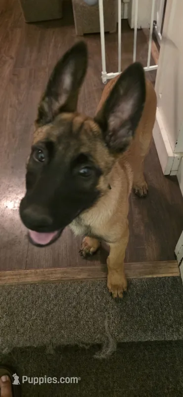 Stitch – Belgian Malinois puppy for sale in Oshkosh, WI
