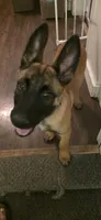 Stitch, a male Belgian Malinois for sale in Oshkosh, WI – 1 of 2