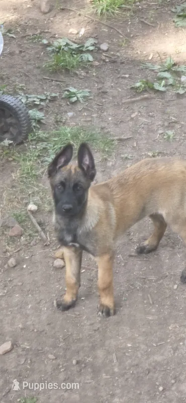 Dark Blue Collar – Belgian Malinois puppy for sale in Oshkosh, WI