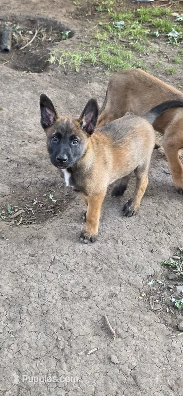Yellow collar – Belgian Malinois puppy for sale in Oshkosh, WI