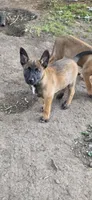 Yellow collar, a male Belgian Malinois for sale in Oshkosh, WI – 1 of 10