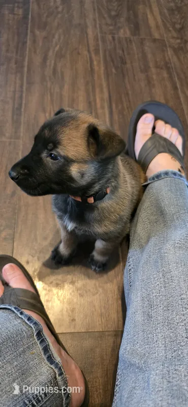 Orange collar – Belgian Malinois puppy on hold in Oshkosh, WI
