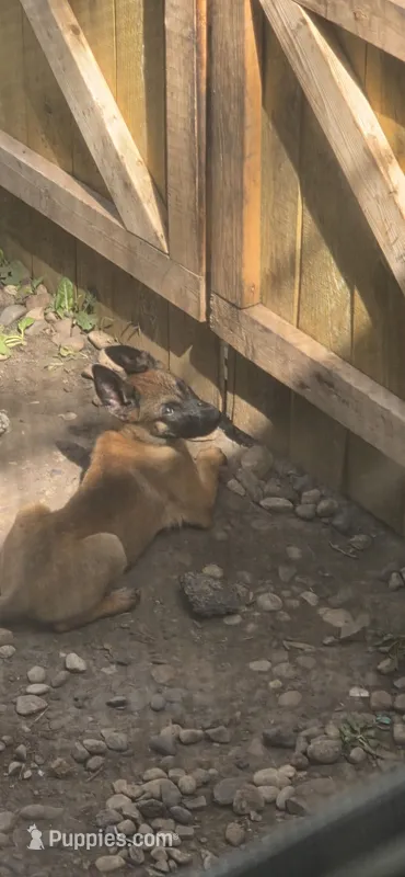 Red Collar – Belgian Malinois puppy for sale in Oshkosh, WI