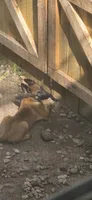 RedBull, a female Belgian Malinois for sale in Oshkosh, WI – 3 of 10