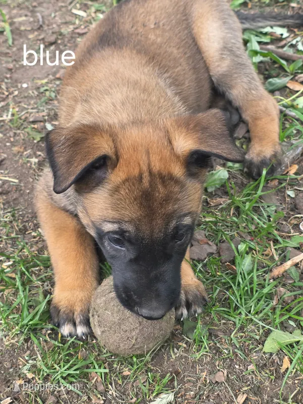 Dark Blue Collar  – Belgian Malinois puppy for sale in Oshkosh, WI