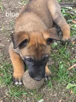Dark Blue Collar, a male Belgian Malinois for sale in Oshkosh, WI – 4 of 10
