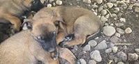 Yellow collar, a male Belgian Malinois for sale in Oshkosh, WI – 6 of 10