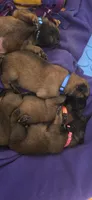 Dark Blue Collar , a male Belgian Malinois for sale in Oshkosh, WI – 3 of 3
