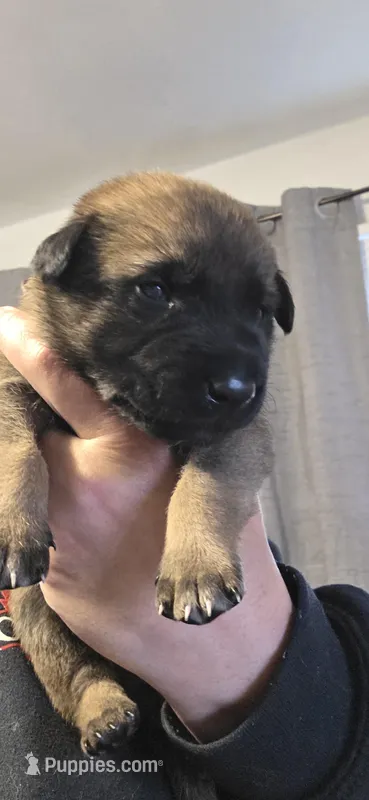 Dark Blue Collar  – Belgian Malinois puppy for sale in Oshkosh, WI