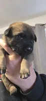 Dark Blue Collar , a male Belgian Malinois for sale in Oshkosh, WI – 1 of 3