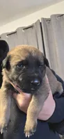 Dark Blue Collar , a male Belgian Malinois for sale in Oshkosh, WI – 2 of 3