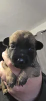 Purple Collar (runt), a female Belgian Malinois for sale in Oshkosh, WI – 2 of 4