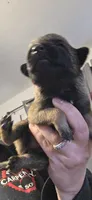 Purple Collar (runt), a female Belgian Malinois for sale in Oshkosh, WI – 3 of 4