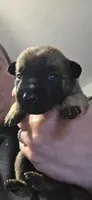 Purple Collar (runt), a female Belgian Malinois for sale in Oshkosh, WI – 1 of 4