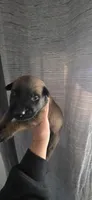 Grey collar, a male Belgian Malinois for sale in Oshkosh, WI – 5 of 7