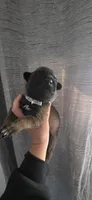 Grey collar, a male Belgian Malinois for sale in Oshkosh, WI – 3 of 7