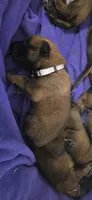 Grey collar, a male Belgian Malinois for sale in Oshkosh, WI – 7 of 7