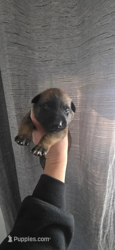 Grey collar – Belgian Malinois puppy for sale in Oshkosh, WI