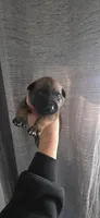 Grey collar, a male Belgian Malinois for sale in Oshkosh, WI – 1 of 7