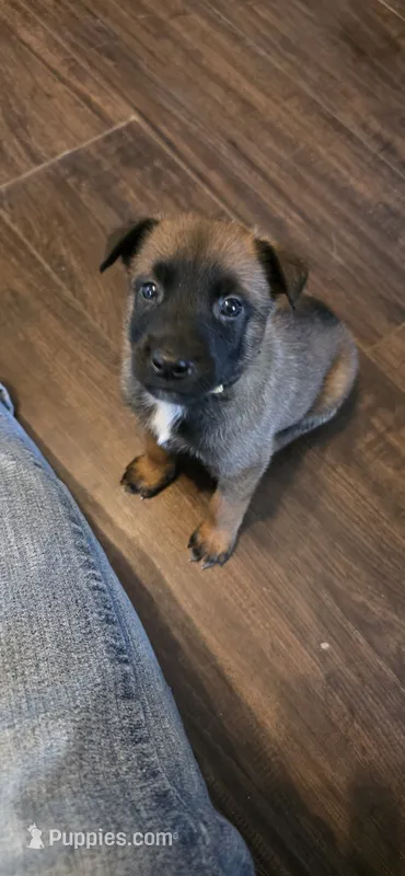 Yellow collar  – Belgian Malinois puppy for sale in Oshkosh, WI