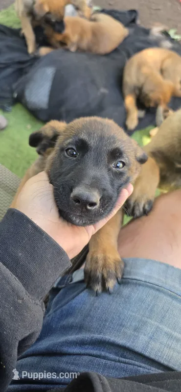 Yellow collar – Belgian Malinois puppy for sale in Oshkosh, WI