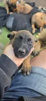 Yellow collar, a male Belgian Malinois for sale in Oshkosh, WI – 2 of 10