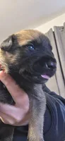 Red Collar, a female Belgian Malinois for sale in Oshkosh, WI – 2 of 3