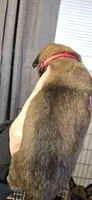 Red Collar, a female Belgian Malinois for sale in Oshkosh, WI – 3 of 3